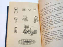 Load image into Gallery viewer, Diseases of the Teeth by Thomas Bell. 1835 Rebound.
