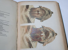 Load image into Gallery viewer, Large Two Vol. Set of McClellan&quot;s Regional Anatomy 1892
