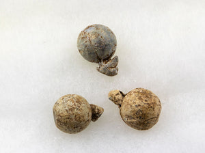 Three Round Musket Lead Shots Recovered from Civil War Battlefield.